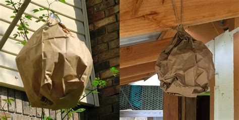 fake paper bag hornet's nest|paper bag hornet nesting.